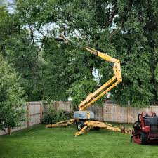  China Lake Acres, CA Tree Services Pros