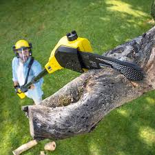 Lawn Renovation and Restoration in China Lake Acres, CA