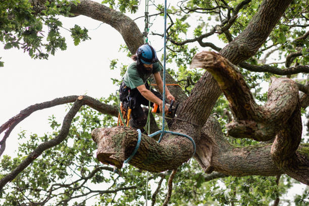 How Our Tree Care Process Works  in  China Lake Acres, CA