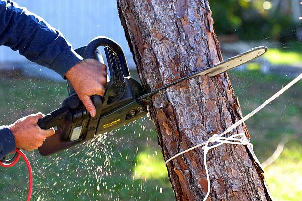 Best Tree Disease Treatment  in China Lake Acres, CA