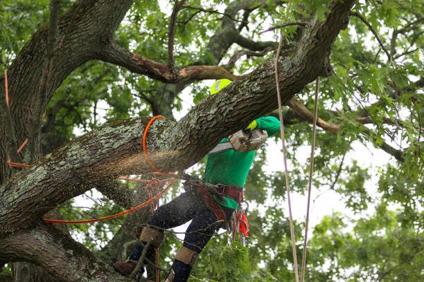 Best Seasonal Cleanup  in China Lake Acres, CA