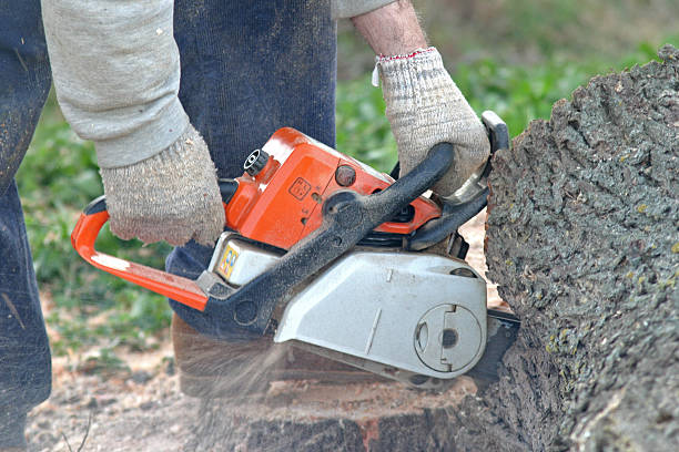 Best Storm Damage Tree Cleanup  in China Lake Acres, CA