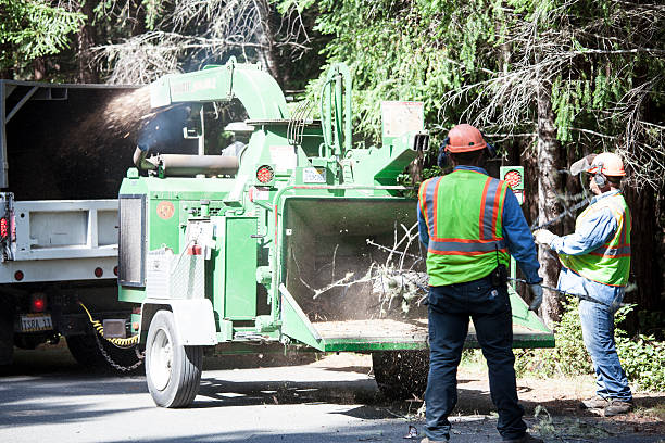 Best Tree Maintenance Programs  in China Lake Acres, CA