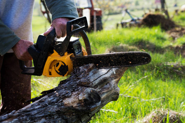 Best Root Management and Removal  in China Lake Acres, CA